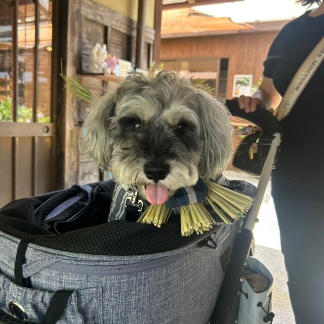 今日のわんこ
シュナくん
です。

【愛犬参加型プラン♪】
おかげ犬体験 ～愛犬のおかげでお徳な旅を～

江戸時代後期に流行った「おかげ犬」をイメージして、しめ縄首輪を着けた愛犬と一緒に、お伊勢まいりの道中をぜひお楽しみください♪

体験のお問い合わせ先
おかげ横丁　伊勢路栽苑
0596-23-3077
受付時間　9：30～16:30（年中無休）

#おかげ横丁 #おかげ犬 #愛犬 #ワンちゃん #犬 #体験 #ペット #旅行 #犬のいる暮らし #観光 #三重県 #三重県観光 #みんなのどうぶつ展 #一生の思い出 #おかげ横丁official #odewanbu #わんことお出かけ #おでかけわんこ部 #ふわもこ部 #東海ペットグラム　#休日いぬ部　#犬のいる暮らし #わんこのいる生活 #わんこと旅行 #今日のわんこ #犬用クールネック #ミニチュアシュナウザー #ミニチュアシュナウザー部 #ミニチュアシュナウザー大好き